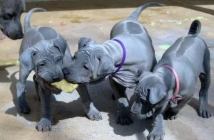 Breeds of dogs